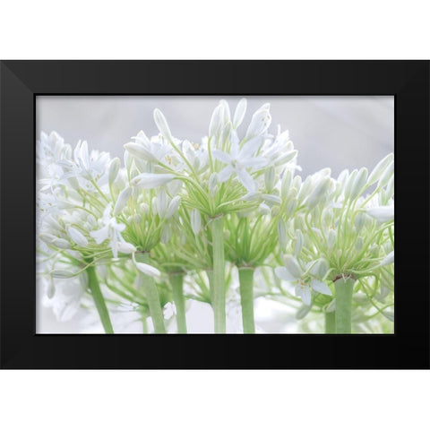 African Lily I Black Modern Wood Framed Art Print by Frank, Assaf