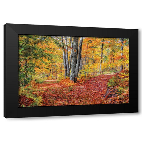 Full Path Black Modern Wood Framed Art Print by Howarth, Gail