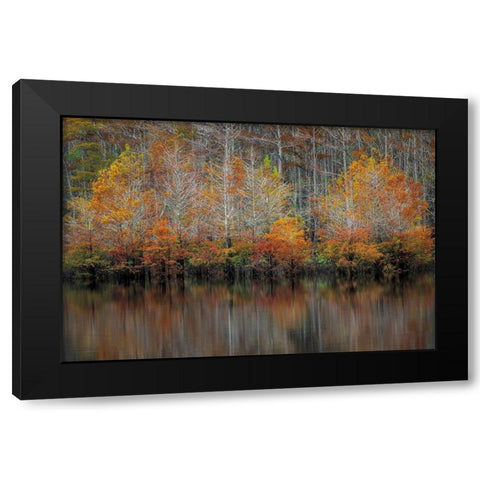 Autumn Cypress Black Modern Wood Framed Art Print with Double Matting by Burt, D.