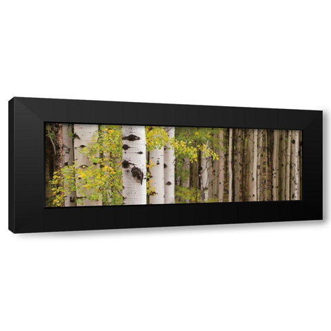 White Forest Standing Black Modern Wood Framed Art Print by Ross, Heather