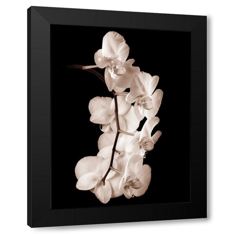 Orchid Dance I Black Modern Wood Framed Art Print by Rehner, John