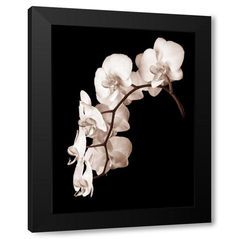 Orchid Dance II Black Modern Wood Framed Art Print by Rehner, John