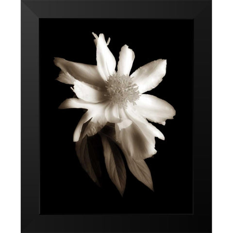 Portrait in White II Black Modern Wood Framed Art Print by Rehner, John
