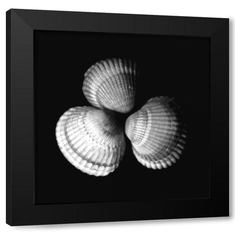 Shell Collection I Black Modern Wood Framed Art Print with Double Matting by Szilagyi, Ily