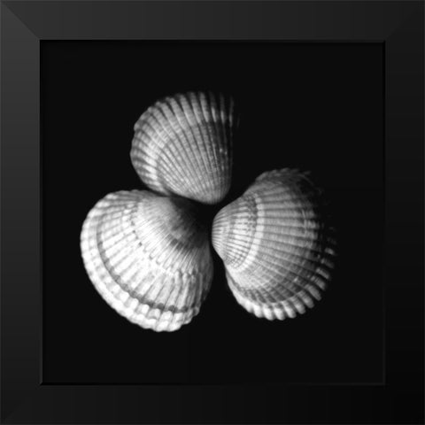 Shell Collection I Black Modern Wood Framed Art Print by Szilagyi, Ily