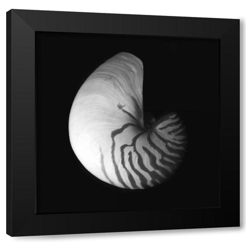 Shell Collection III Black Modern Wood Framed Art Print by Szilagyi, Ily