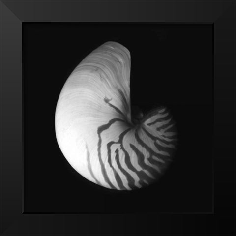 Shell Collection III Black Modern Wood Framed Art Print by Szilagyi, Ily