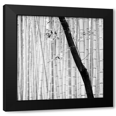 Bamboo Forest Black Modern Wood Framed Art Print with Double Matting by Manuel, Alexandre