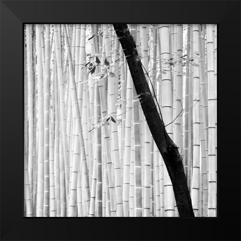 Bamboo Forest Black Modern Wood Framed Art Print by Manuel, Alexandre