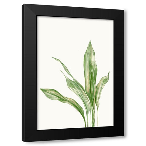 Aspidistra Variegata II Black Modern Wood Framed Art Print with Double Matting by Errico and Slyp