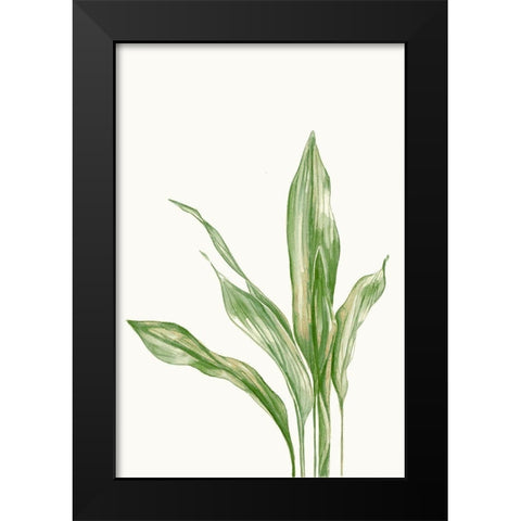 Aspidistra Variegata II Black Modern Wood Framed Art Print by Errico and Slyp