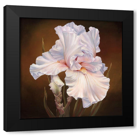 White Iris II Black Modern Wood Framed Art Print by Broome, Marianne
