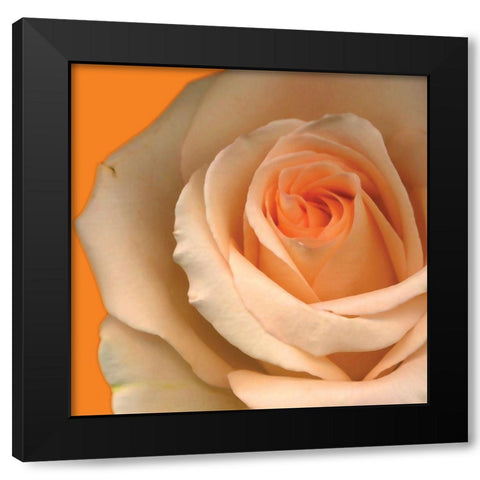 Peach Rose Black Modern Wood Framed Art Print with Double Matting by Diskin, Ceil