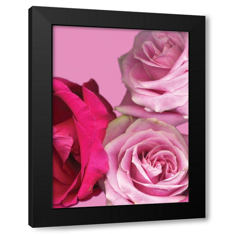Pink Red Roses Black Modern Wood Framed Art Print with Double Matting by Diskin, Ceil