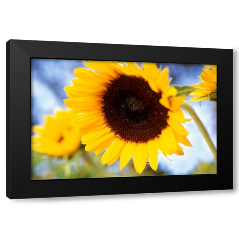 Sunshine Black Modern Wood Framed Art Print with Double Matting by Connolly, Karina