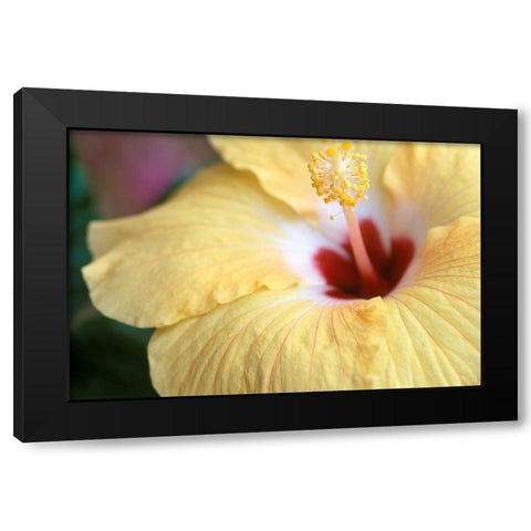 Hibiscus Black Modern Wood Framed Art Print with Double Matting by Connolly, Karin