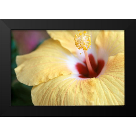 Hibiscus Black Modern Wood Framed Art Print by Connolly, Karin