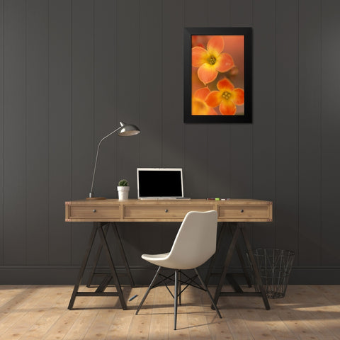 Orange Blossom I  Black Modern Wood Framed Art Print by Connolly, Karin