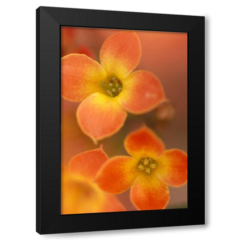 Orange Blossom I  Black Modern Wood Framed Art Print by Connolly, Karin