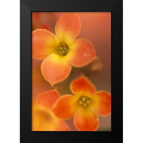 Orange Blossom I  Black Modern Wood Framed Art Print by Connolly, Karin