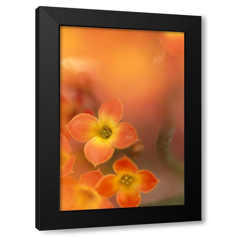 Orange Blossom II Black Modern Wood Framed Art Print by Connolly, Karin