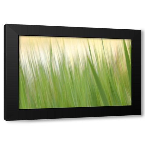 Fresh Green Grass  Black Modern Wood Framed Art Print with Double Matting by Connolly, Karin