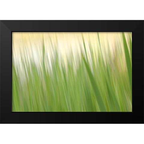 Fresh Green Grass  Black Modern Wood Framed Art Print by Connolly, Karin