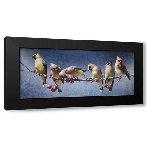 Waxwing Tableau Black Modern Wood Framed Art Print by Vest, Chris