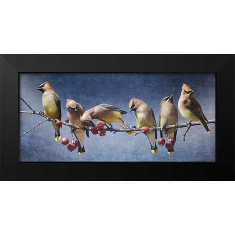 Waxwing Tableau Black Modern Wood Framed Art Print by Vest, Chris