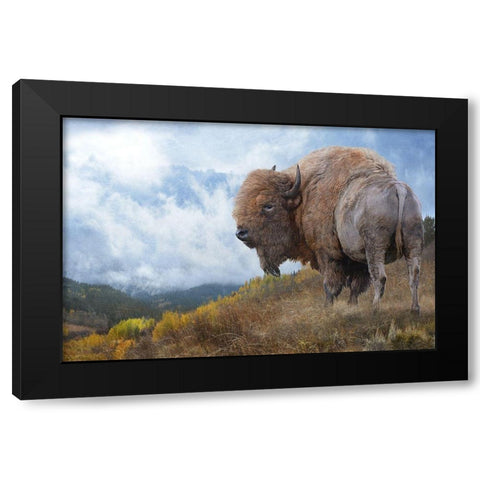 Golden Bison  Black Modern Wood Framed Art Print with Double Matting by Vest, Chris