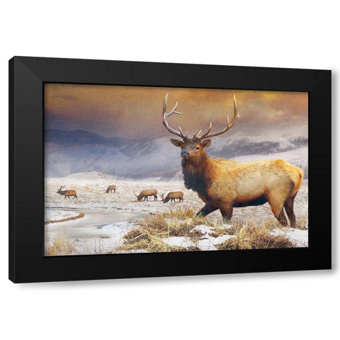 Jackson Refuge Elk Black Modern Wood Framed Art Print by Vest, Chris