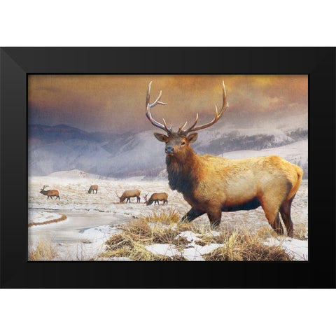 Jackson Refuge Elk Black Modern Wood Framed Art Print by Vest, Chris