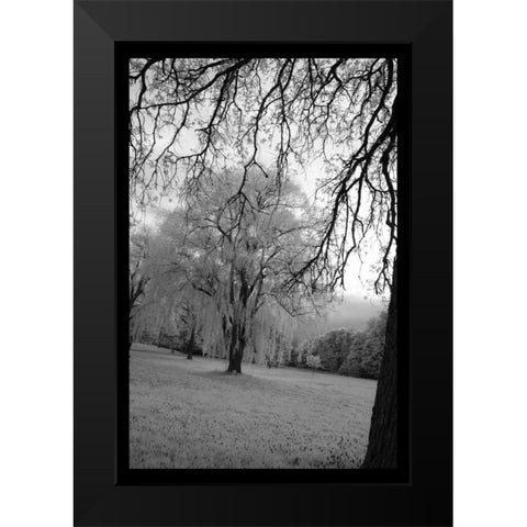 Infra Red Forest I Black Modern Wood Framed Art Print by Comfort, David