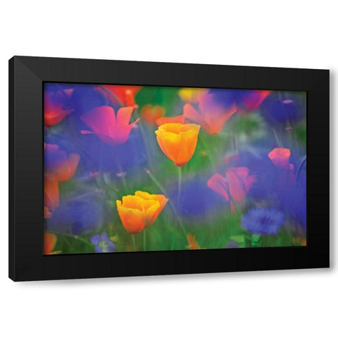Tulipia Black Modern Wood Framed Art Print with Double Matting by Frates, Dennis