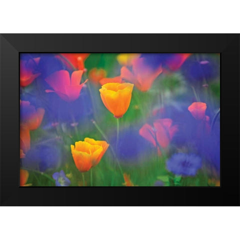 Tulipia Black Modern Wood Framed Art Print by Frates, Dennis