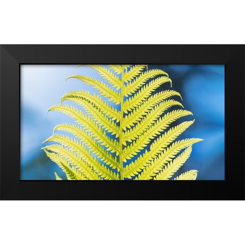 Poise Black Modern Wood Framed Art Print by Kirshner, Dmitry