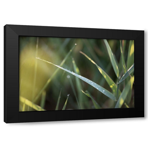 After Summer Rain Black Modern Wood Framed Art Print by Kirshner, Dmitry
