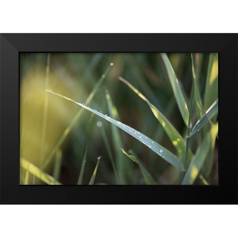 After Summer Rain Black Modern Wood Framed Art Print by Kirshner, Dmitry