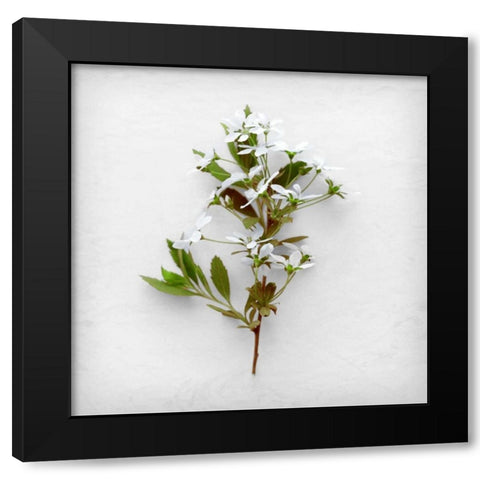 Greener Fragment Black Modern Wood Framed Art Print with Double Matting by Savogne, Daniela