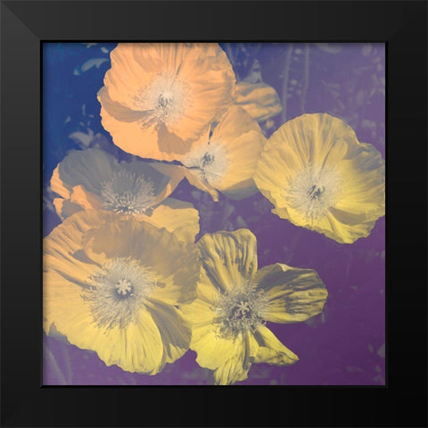 Flower Haze I Black Modern Wood Framed Art Print by Savone, Daniela