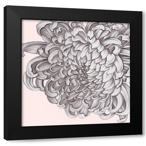 Blush Peony I Black Modern Wood Framed Art Print by Watts, Eva
