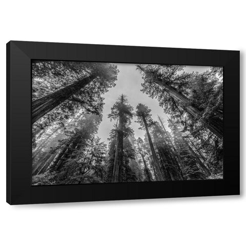Sequoia Tree Forest Sky Black and White Black Modern Wood Framed Art Print with Double Matting by Nature Magick