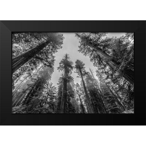 Sequoia Tree Forest Sky Black and White Black Modern Wood Framed Art Print by Nature Magick