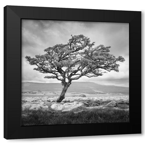 Reaching Upwards Black Modern Wood Framed Art Print by Henson, Martin