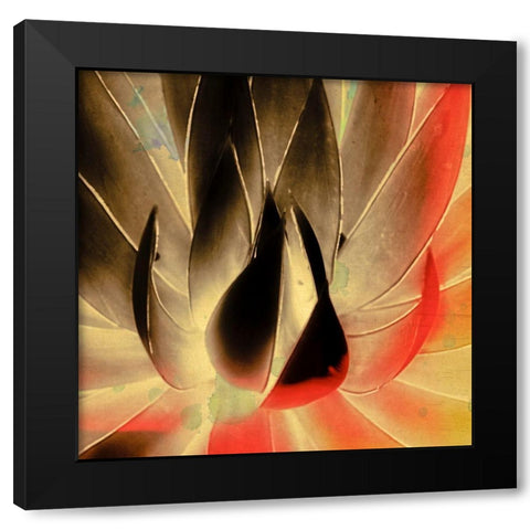 Aloe in the Sun III Black Modern Wood Framed Art Print with Double Matting by Hartson-Weddle, Ryan
