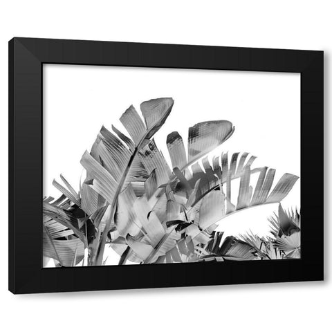Tropical Velvet III - B-W  Black Modern Wood Framed Art Print by Harston-Weddle, Ryan