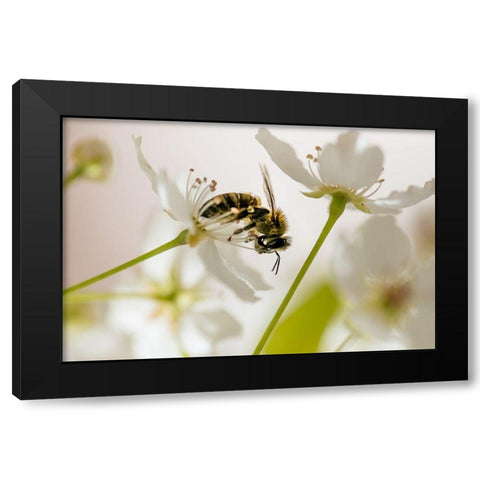 Sweet Melody II   Black Modern Wood Framed Art Print by Weddle, Ryan Hartson