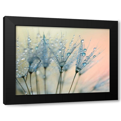 Summer Rain Black Modern Wood Framed Art Print by Beddoes, Ingrid