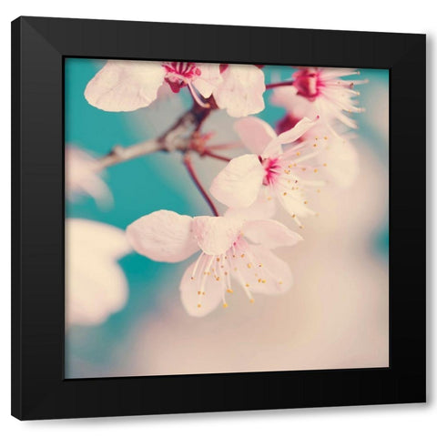 Spring blossoms Black Modern Wood Framed Art Print with Double Matting by Beddoes, Ingrid