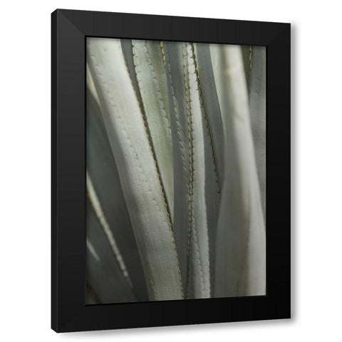 Agave Deserti II Black Modern Wood Framed Art Print by Valner, Jessica